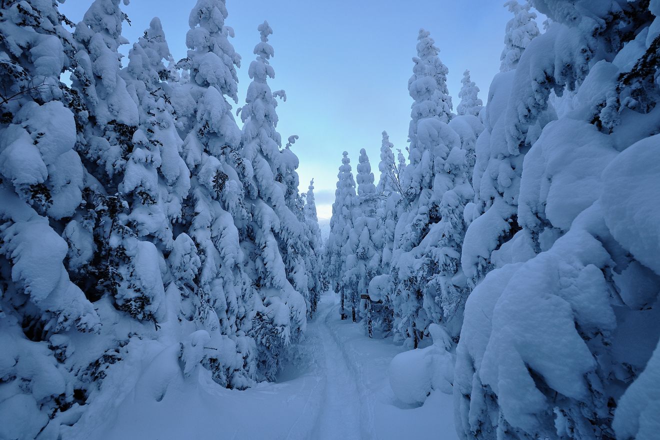 Wintery forest